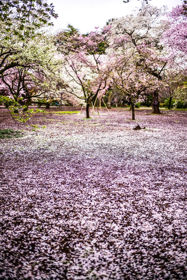 Tokyo